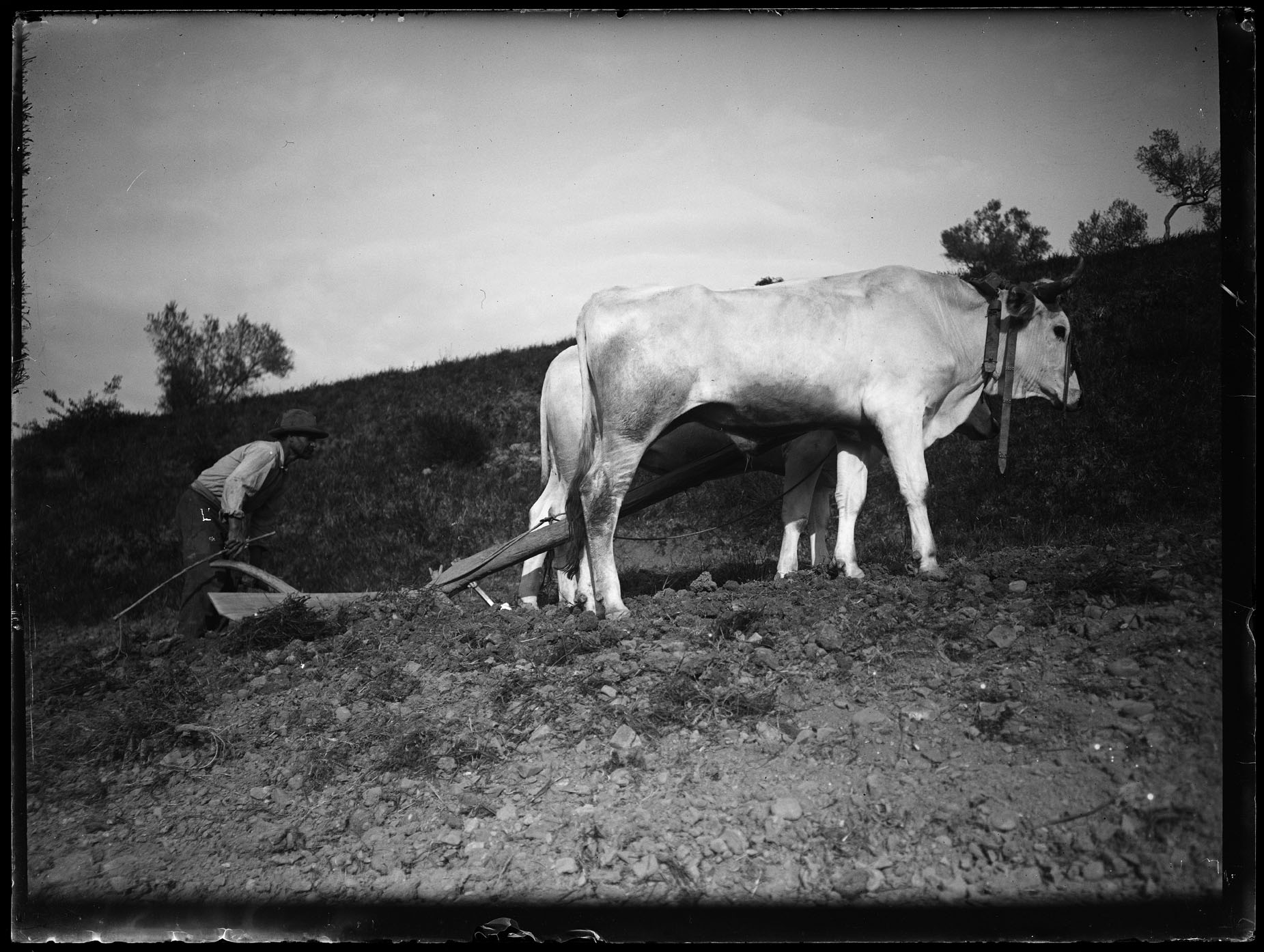 L2043 (negativo) di studio di vetrate artistiche Moretti-Caselli (fine/ inizio XX/ XXI)