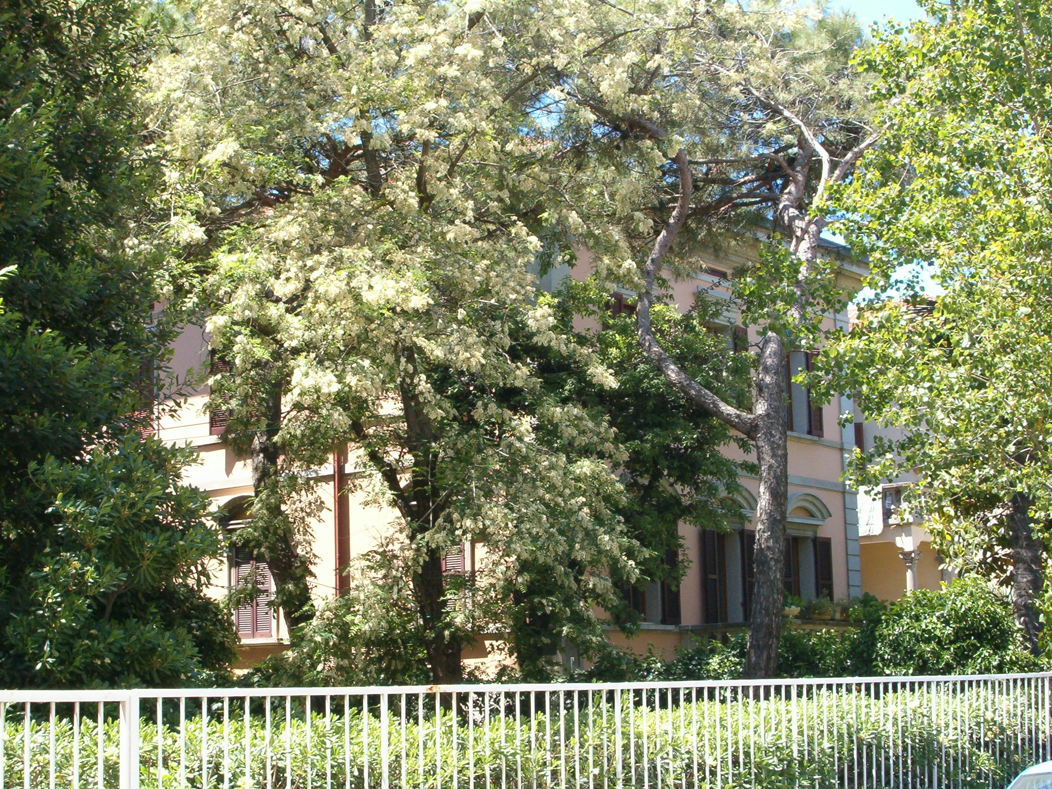 Villa signorile (villa urbana, signorile) - Senigallia (AN) 