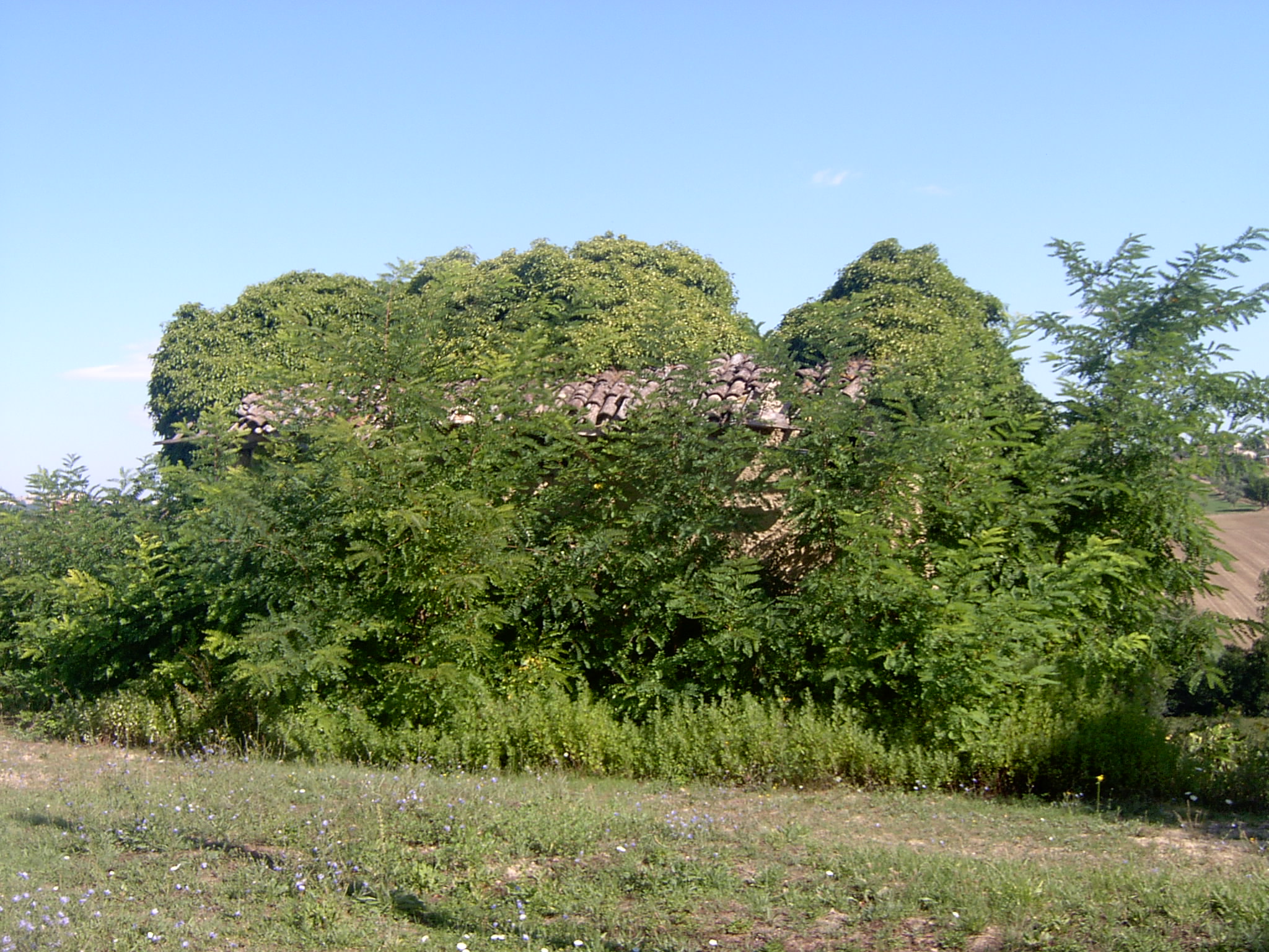 Casa di terra (casa colonica di terra, con scala interna) - Mogliano (MC) 