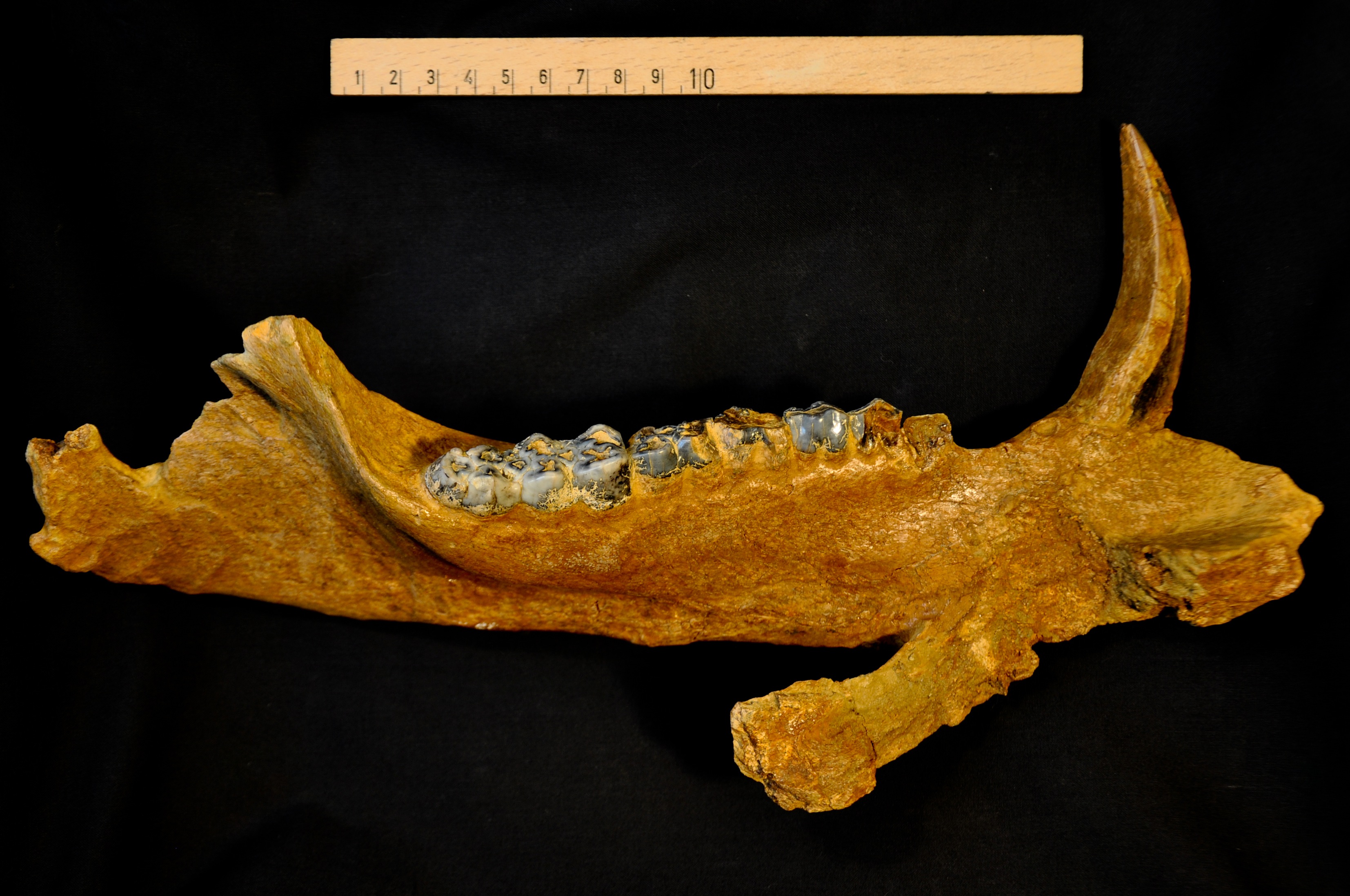 fossile (mandibola sinistra di suide, esemplare)