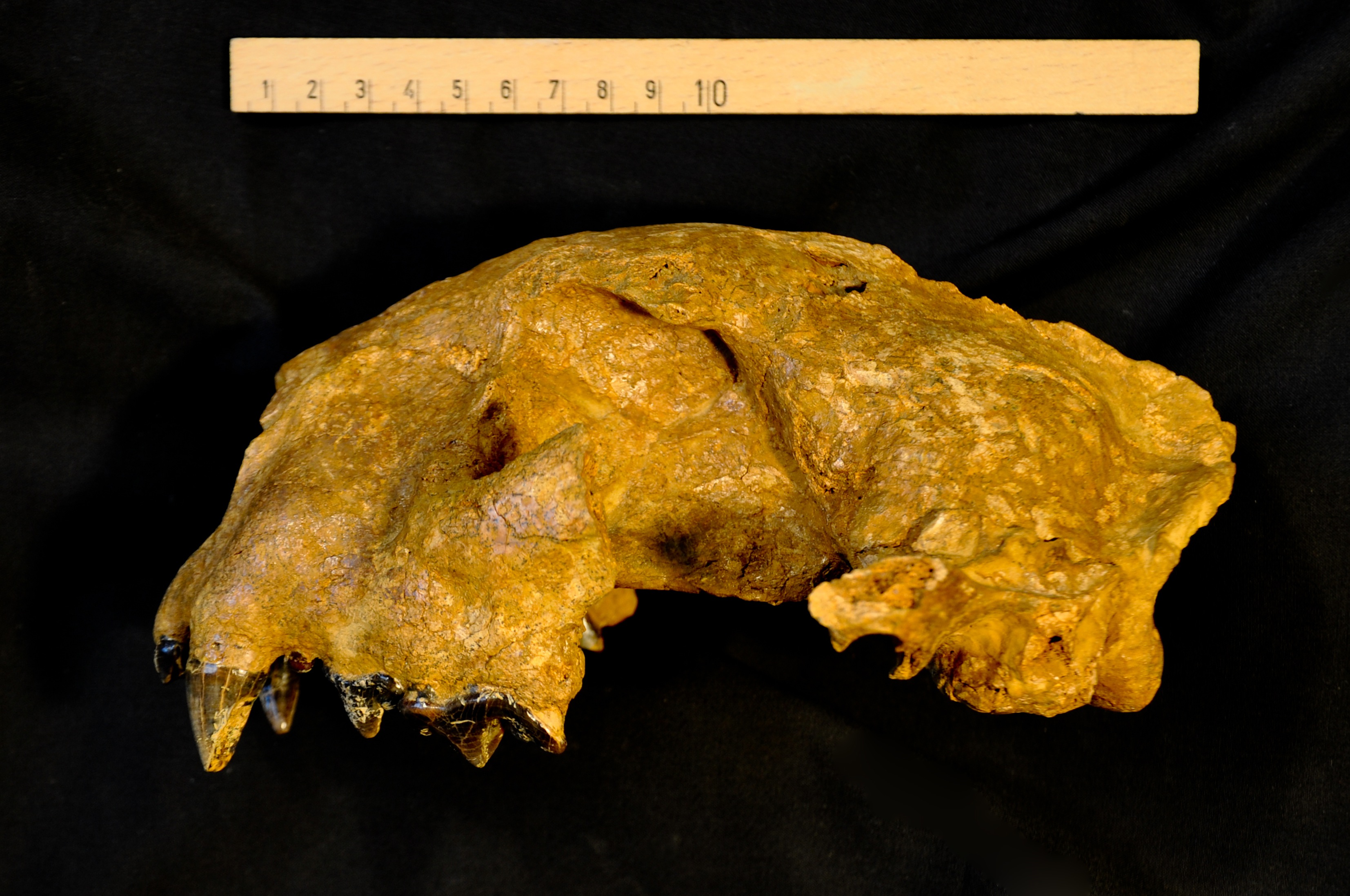 fossile (cranio di ghepardo, esemplare)