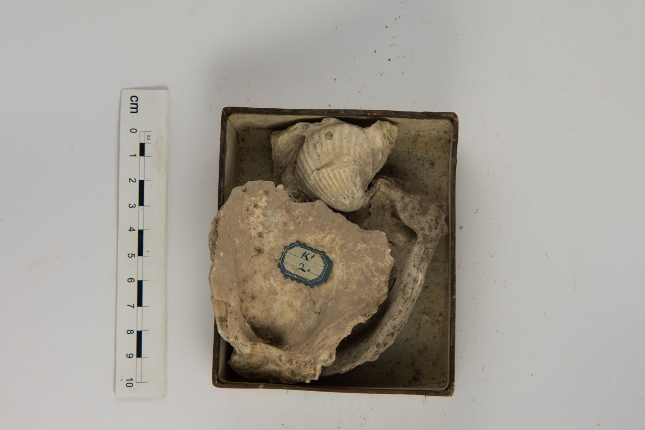 fossile (Invertebrato, mollusco, insieme)