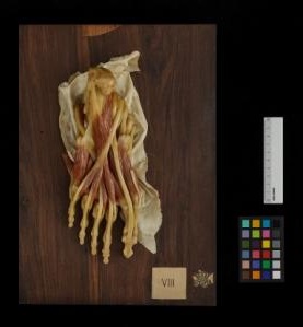 cera anatomica, Strato intermedio dei muscoli plantari di Susini Clemene (inizio sec. XIX)