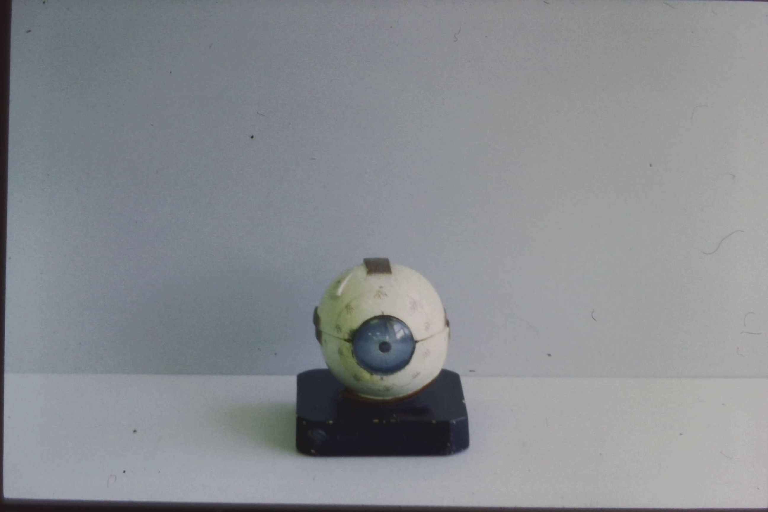 modello, DELL'OCCHIO ANATOMICO (XIX sec)