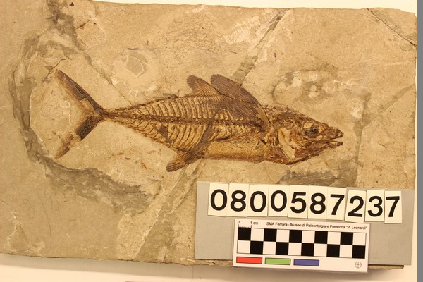 fossile (Dasyatis sp. impronta su lastra, esemplare)