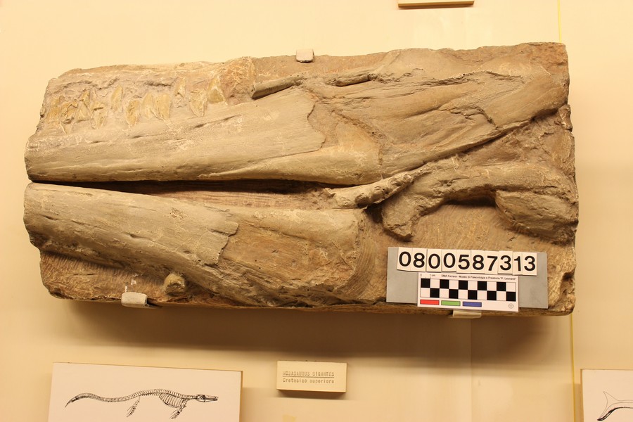 replica (modello) (Mosasaurus giganteus, esemplare)