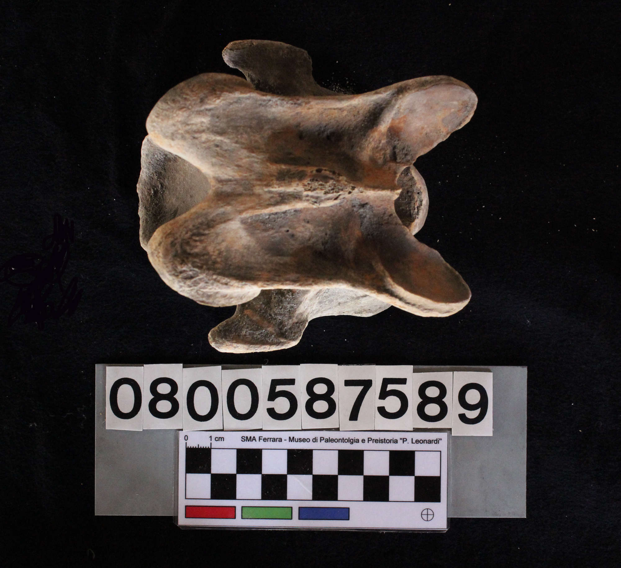 fossile (Bovidae indet, vertebra cervicale, esemplare)