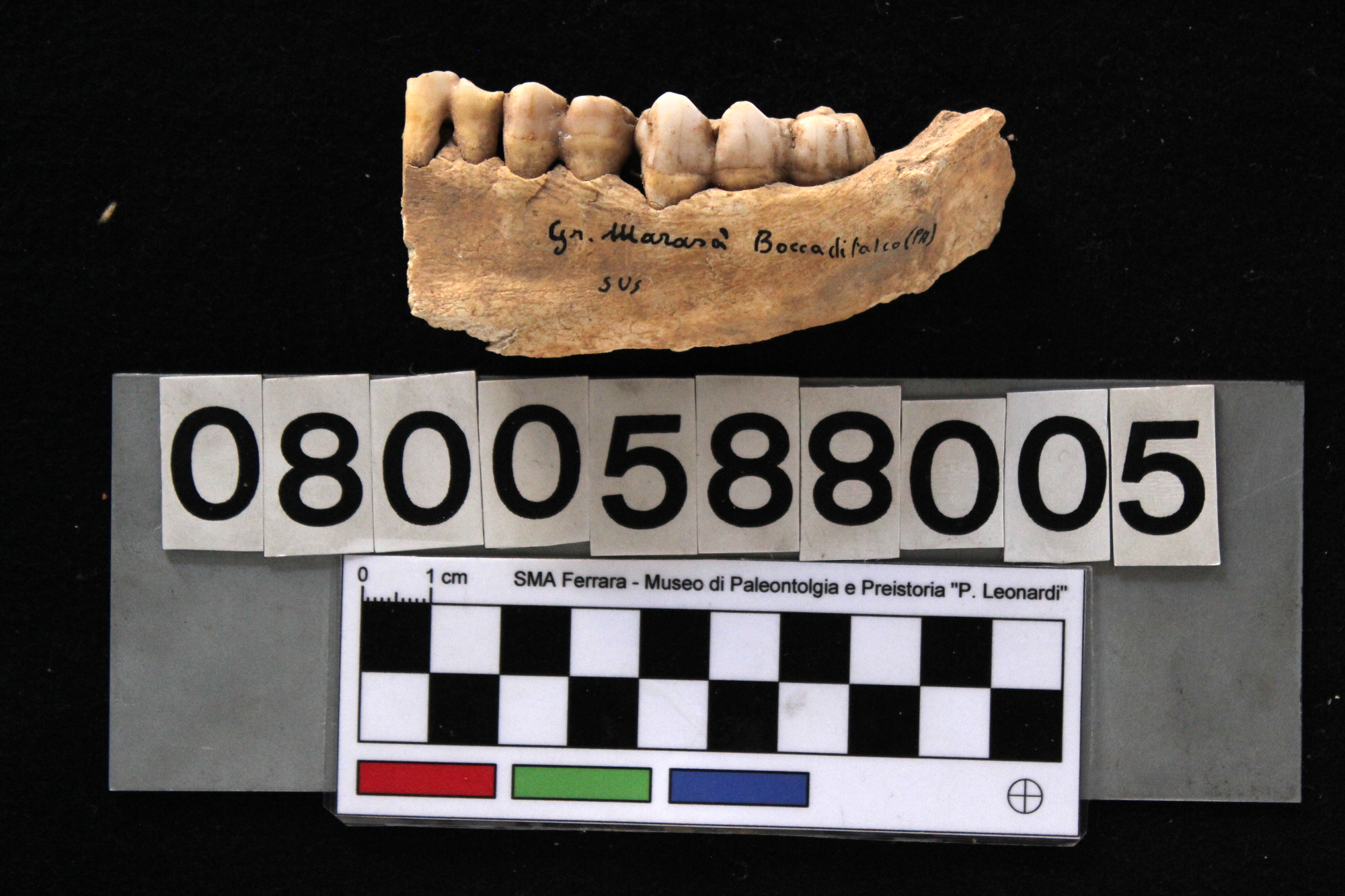 fossile (Sus scrofa, mandibola, esemplare)