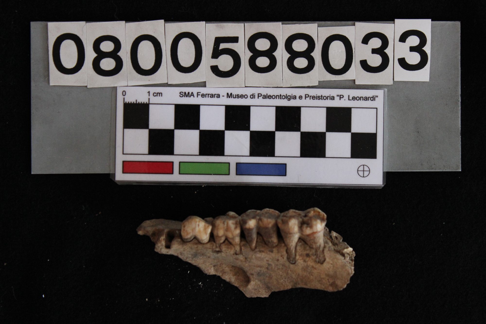 fossile (Sus scrofa, mascellare, esemplare)