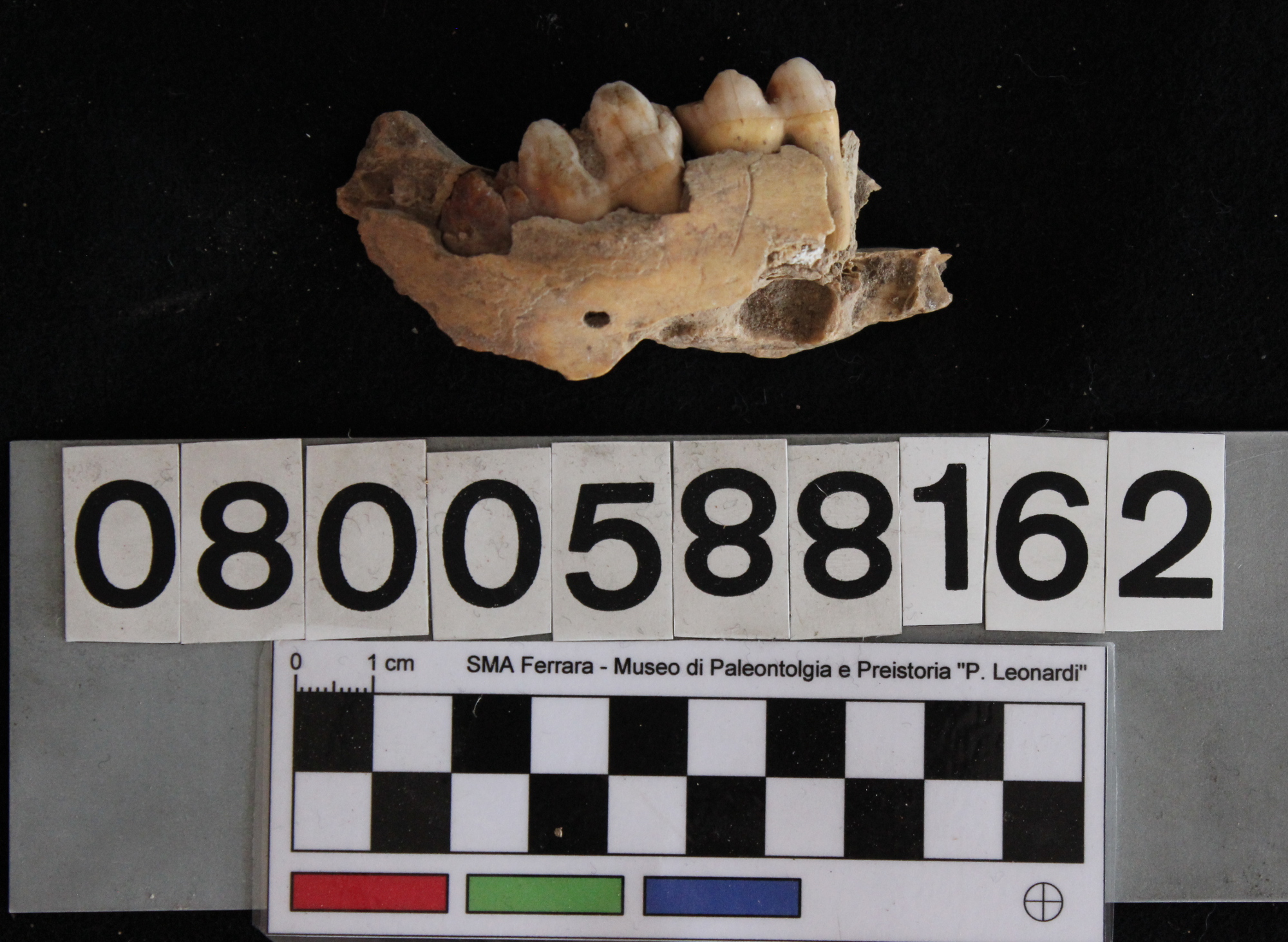 fossile (Sus scrofa, mandibola, esemplare)