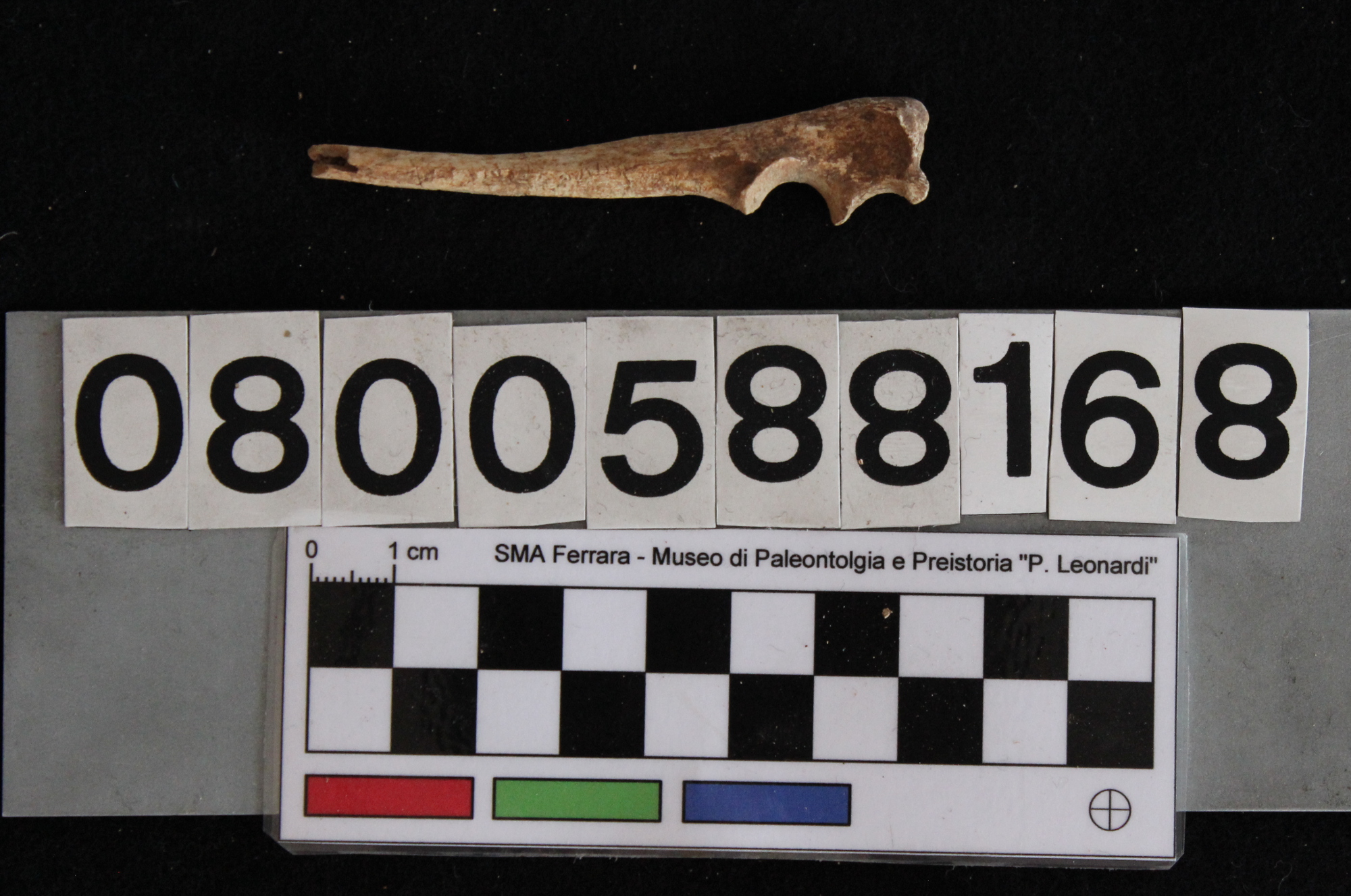 fossile (Vulpes vulpes, ulna, esemplare)