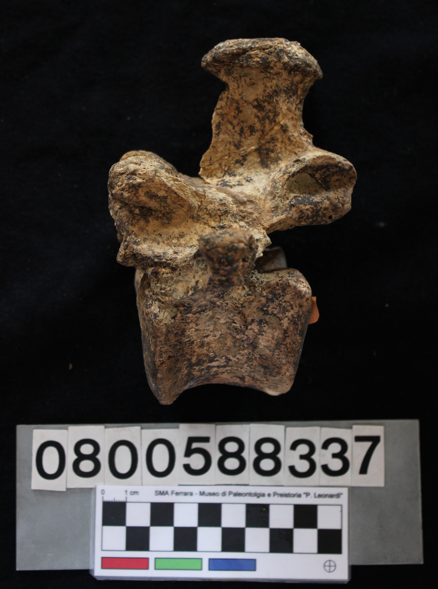 fossile (Hippopotamus pentlandi, I vertebra lombare, esemplare)