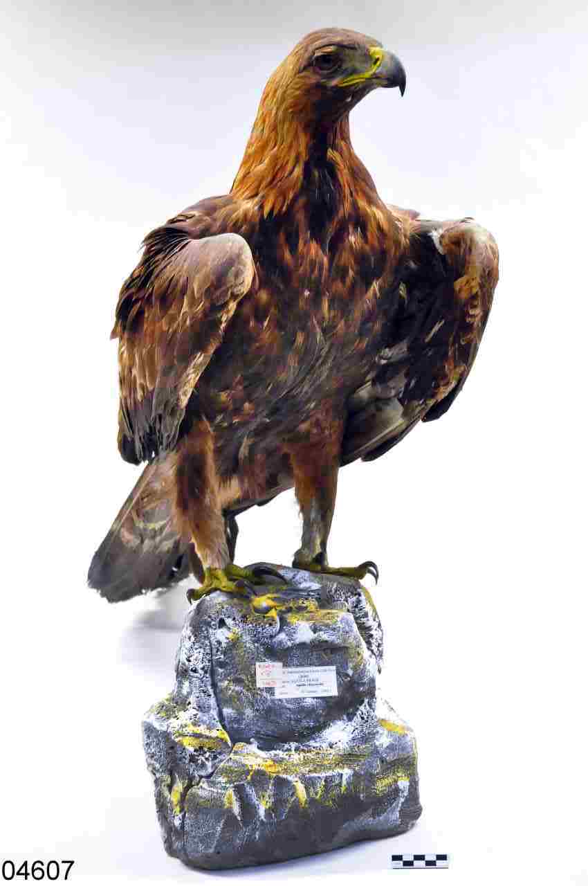 aquila reale (esemplare)