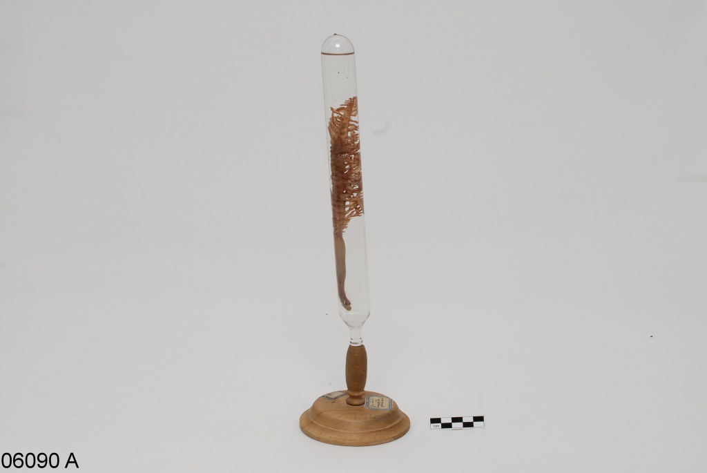 pennacchiera rossa (esemplare)