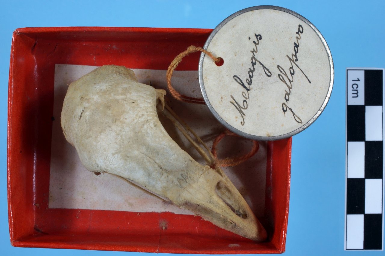 cranio di tacchino comune (esemplare)
