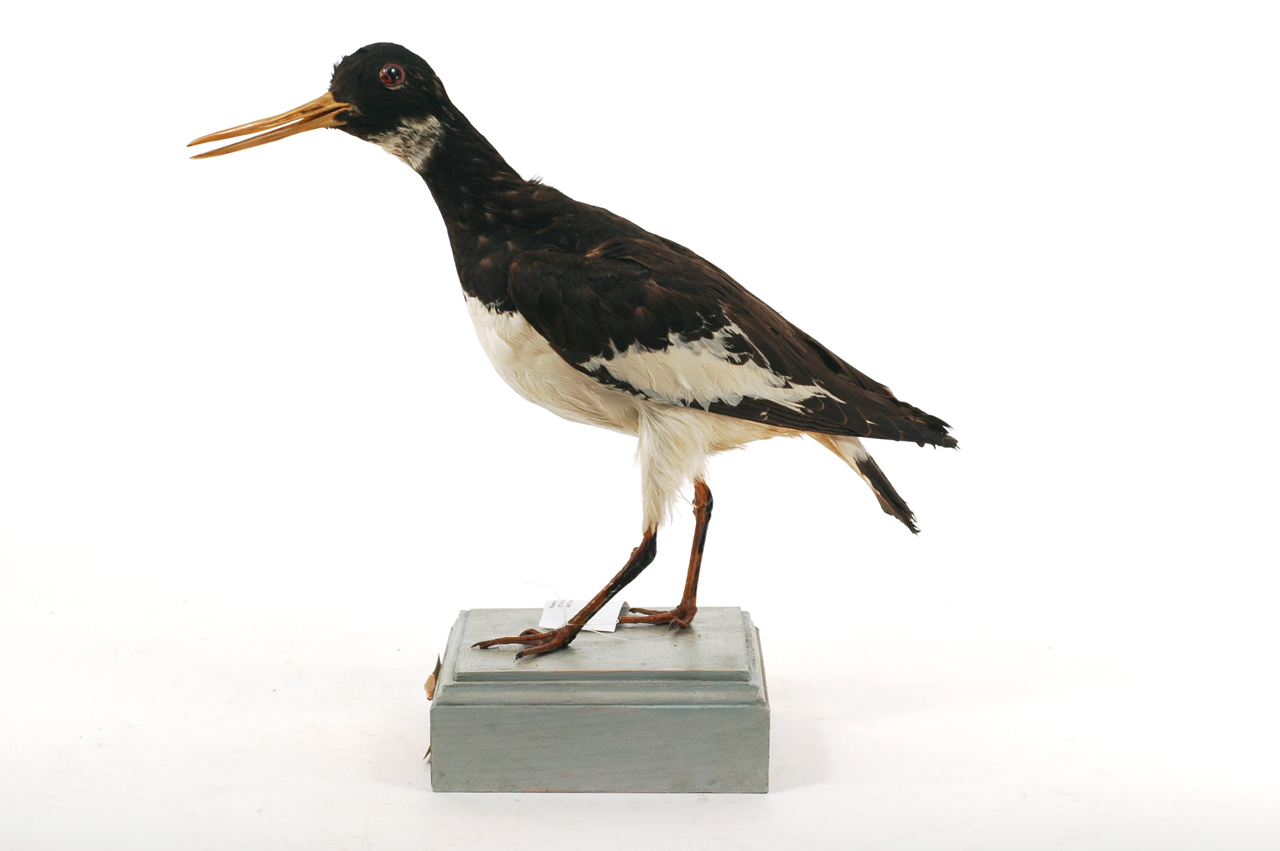 Haematopus ostralegus (esemplare)