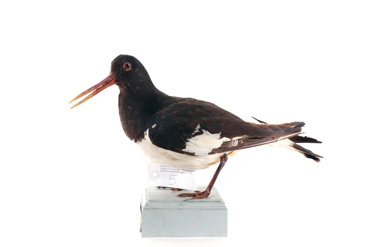 Haematopus ostralegus (esemplare)