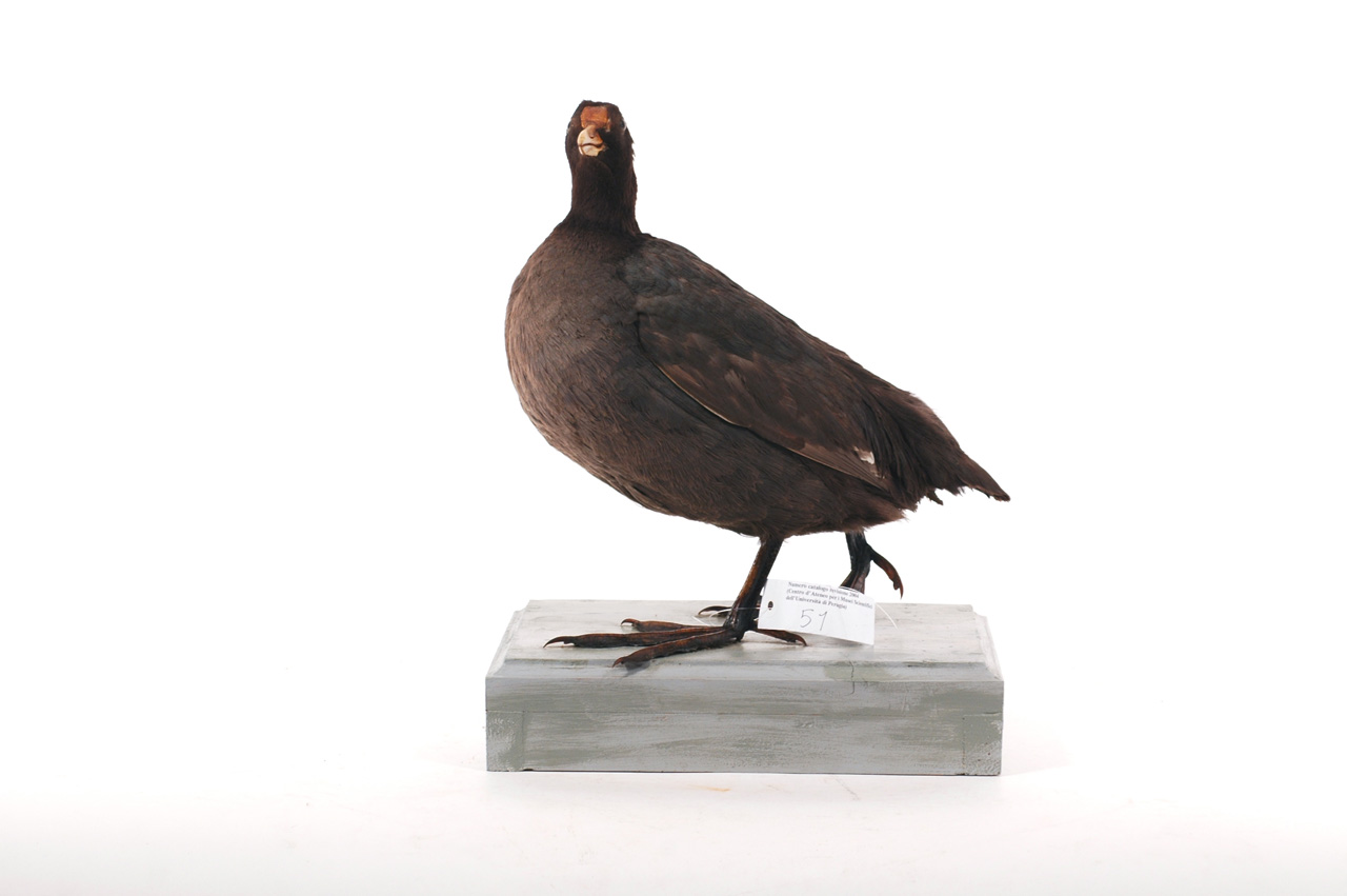 Fulica atra (esemplare)