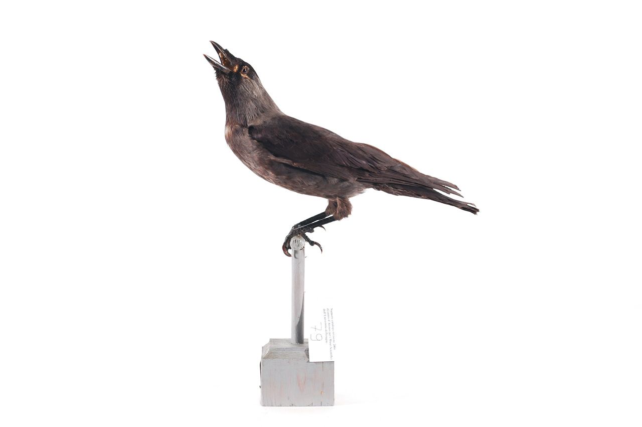 Corvus monedula (esemplare)