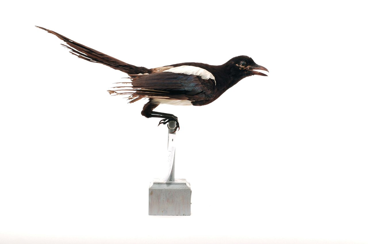 Pica caudata (esemplare)