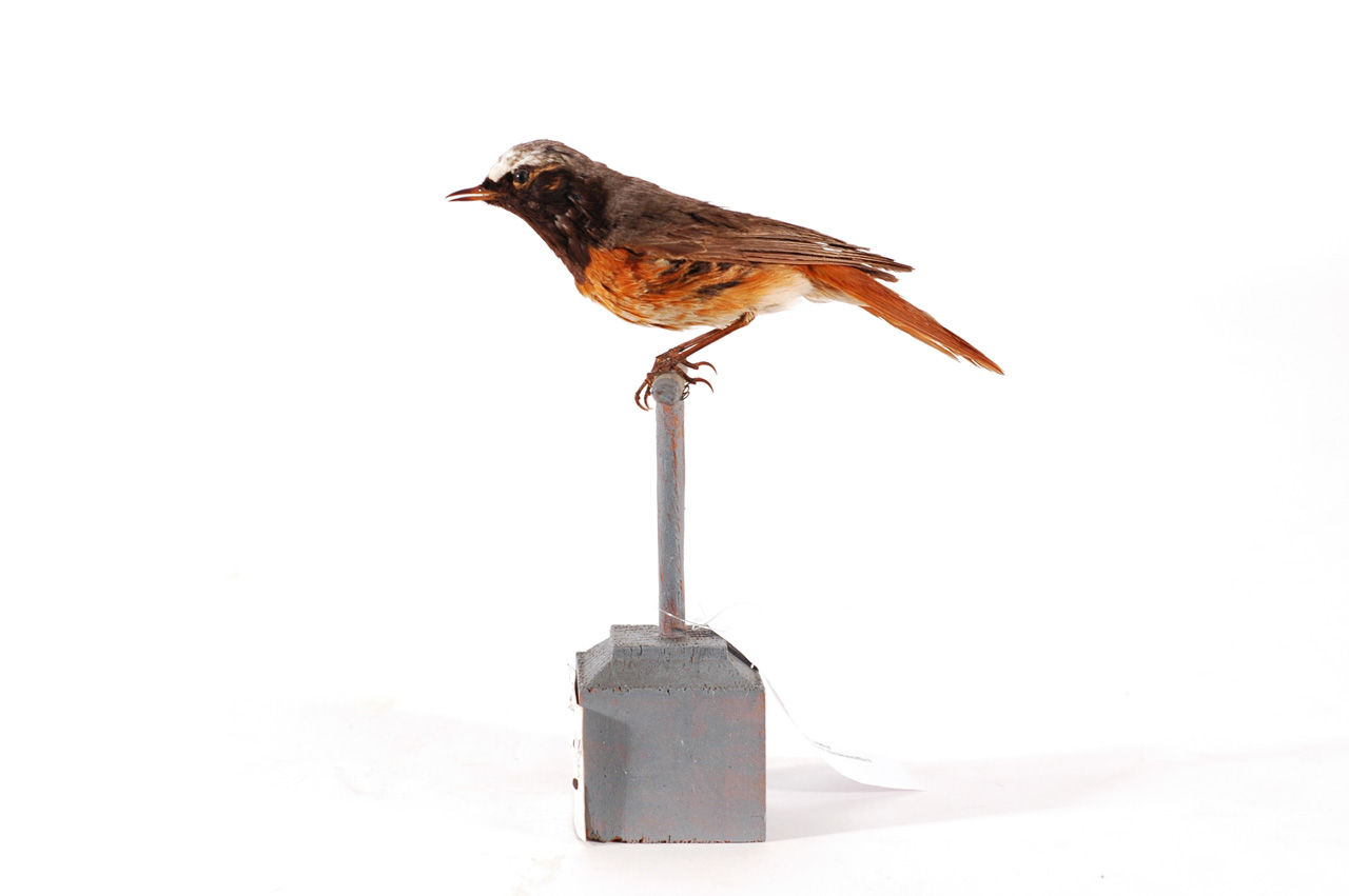 Phoenicurus phoenicurus (esemplare)