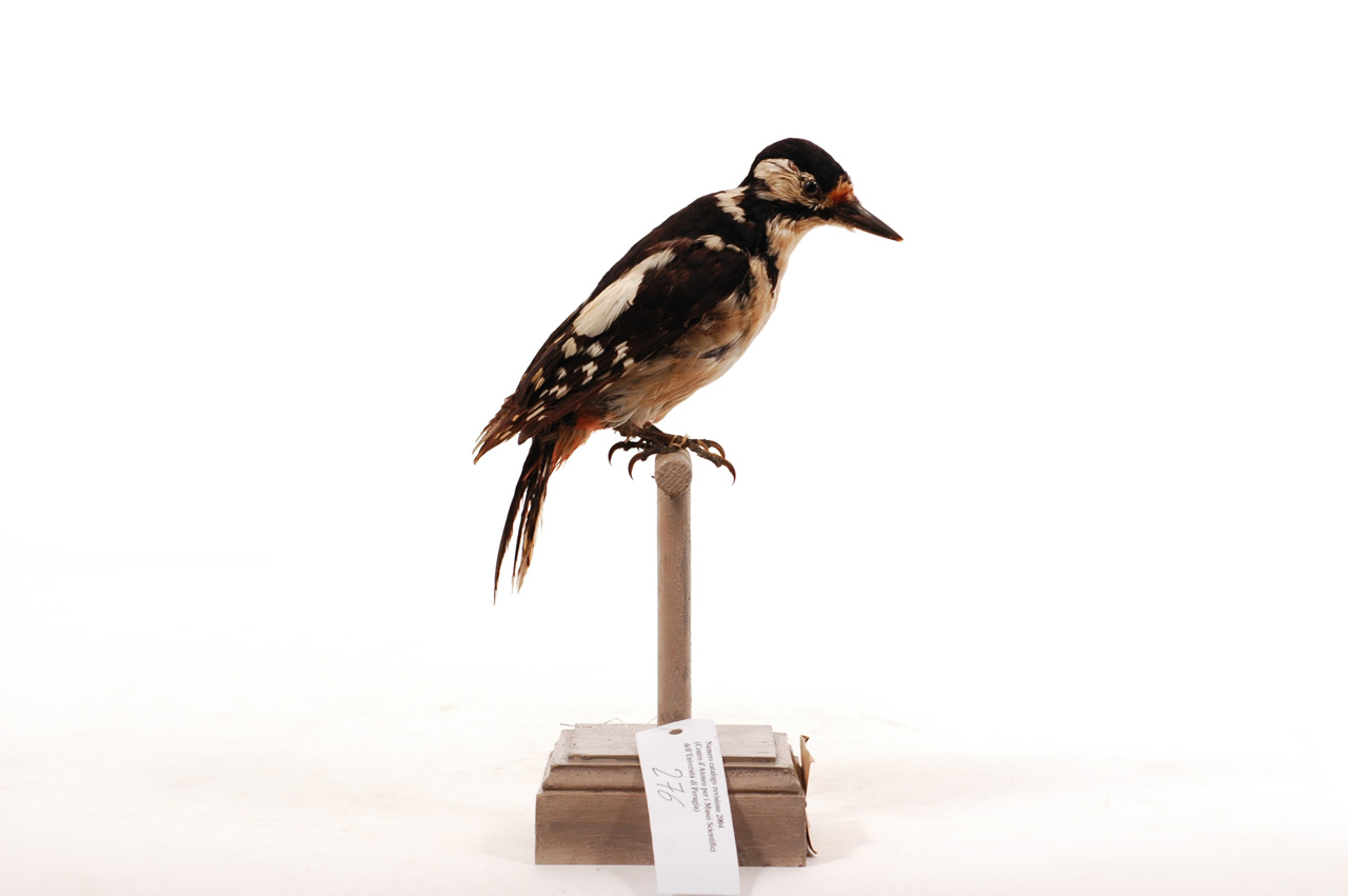 Dendrocopos major (esemplare)