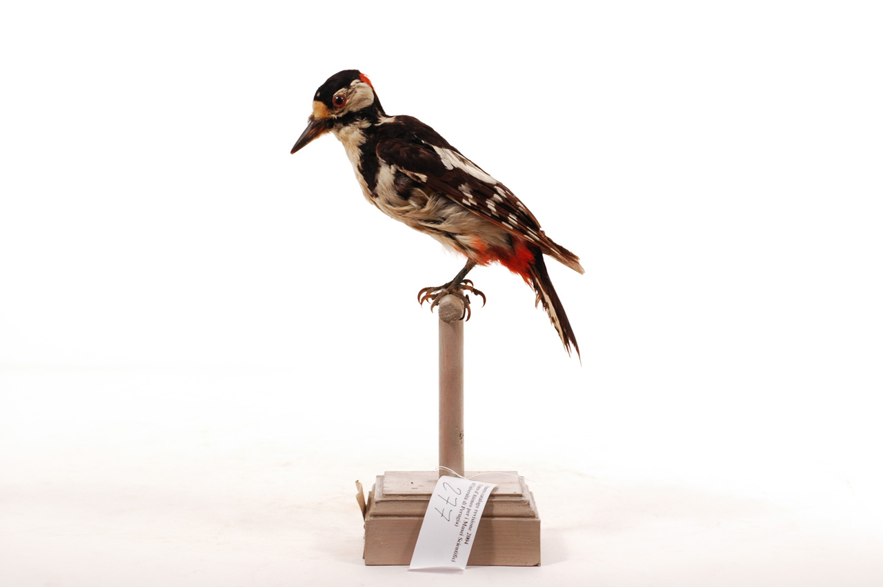 Dendrocopos major (esemplare)