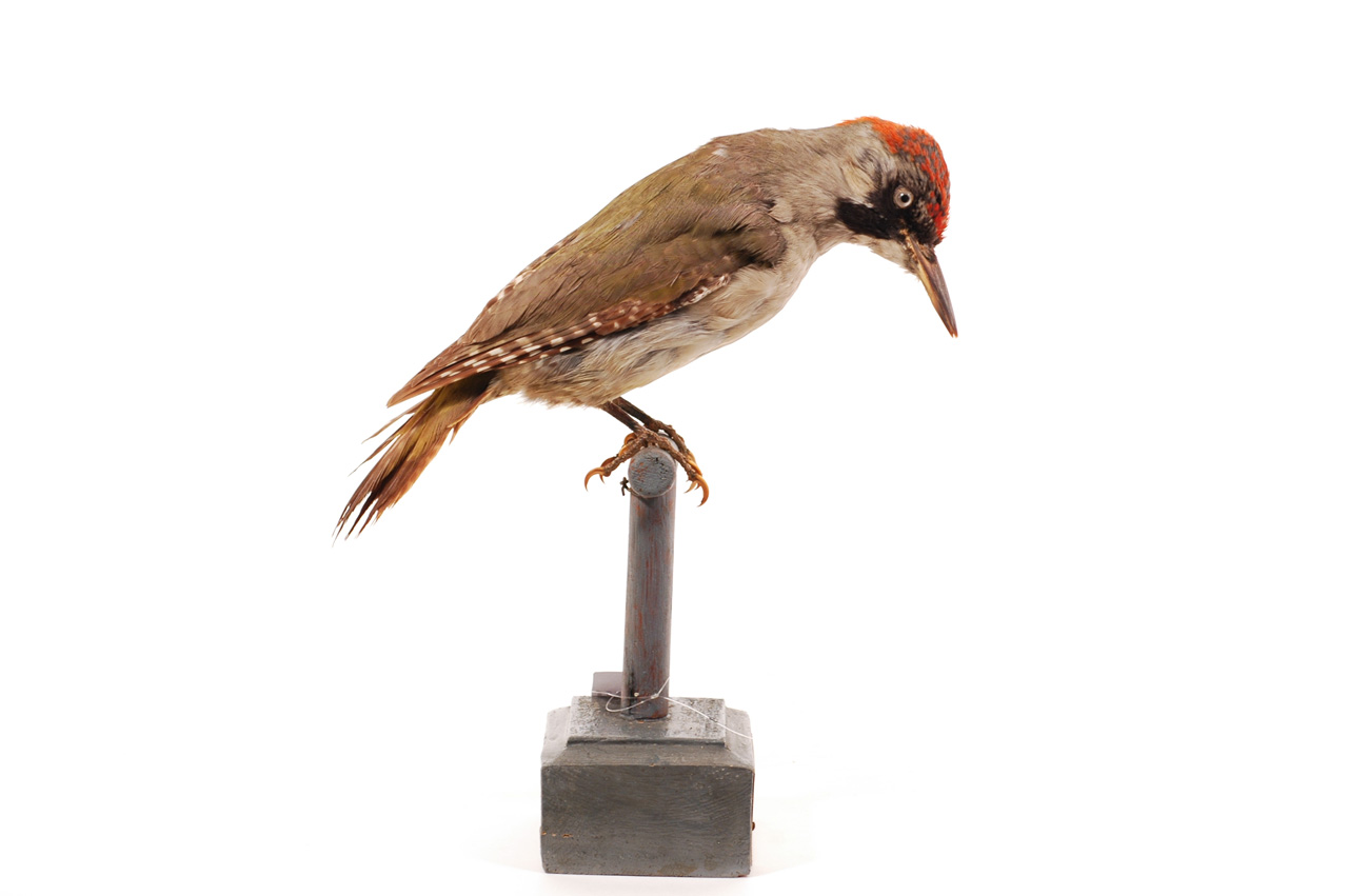 Picus viridis (esemplare)