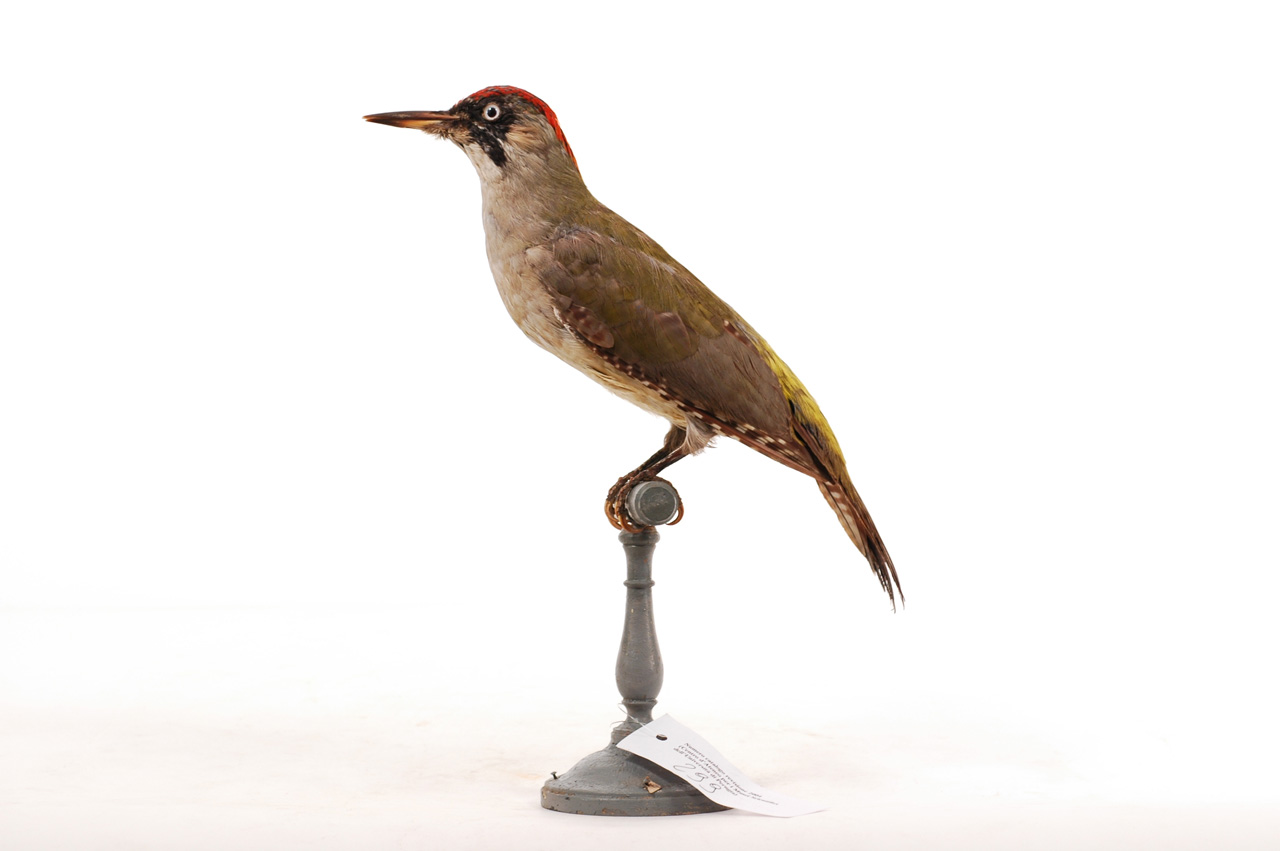 Picus viridis (esemplare)