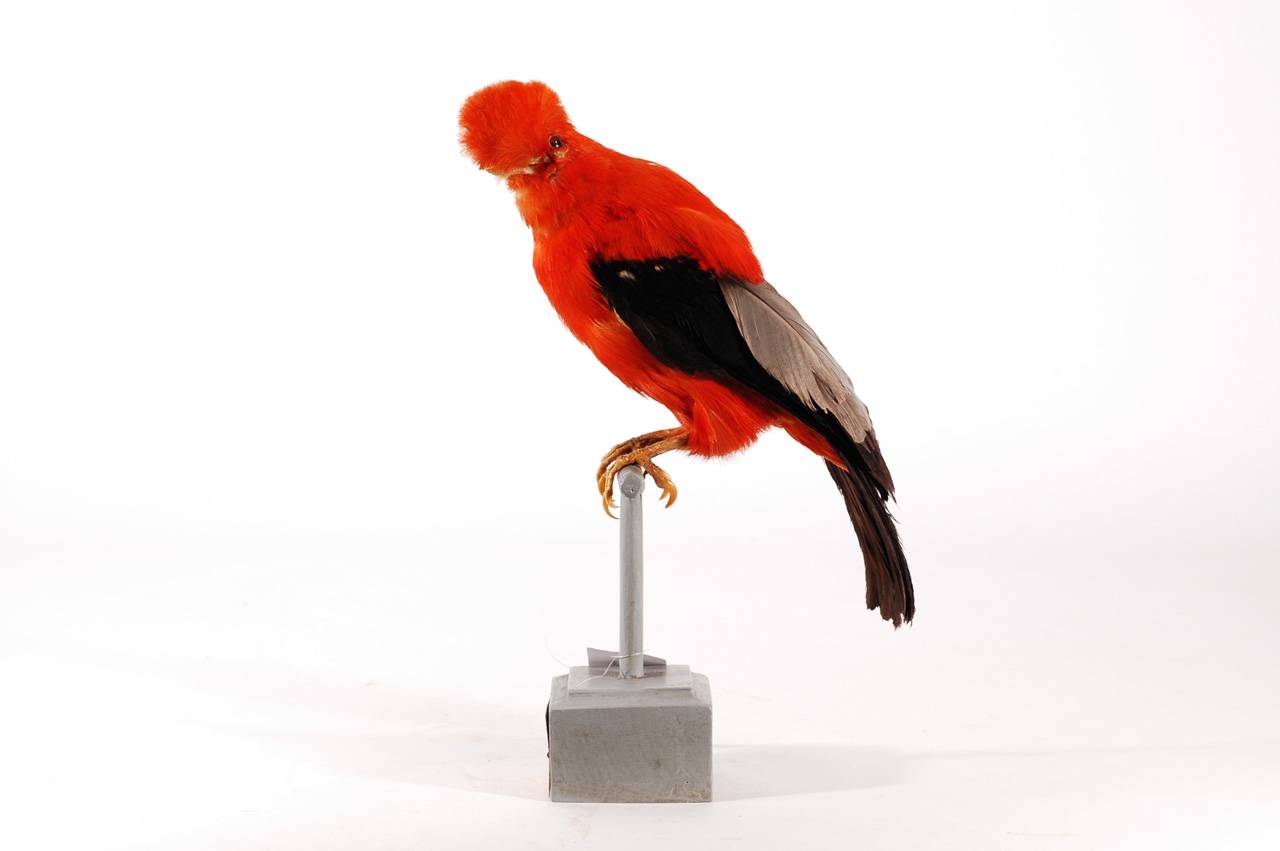 Rupicola peruvianus (esemplare)