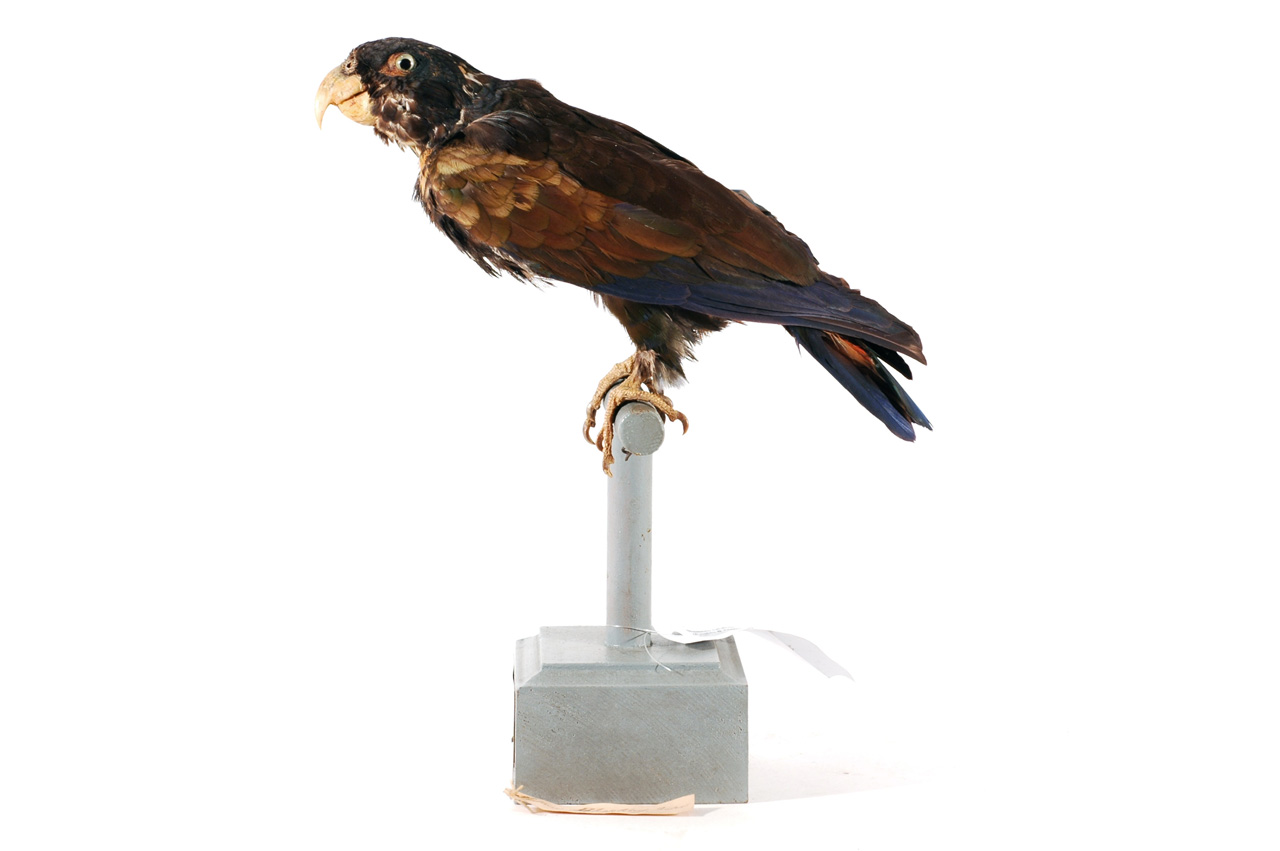 Pionus chalcopterus (esemplare)