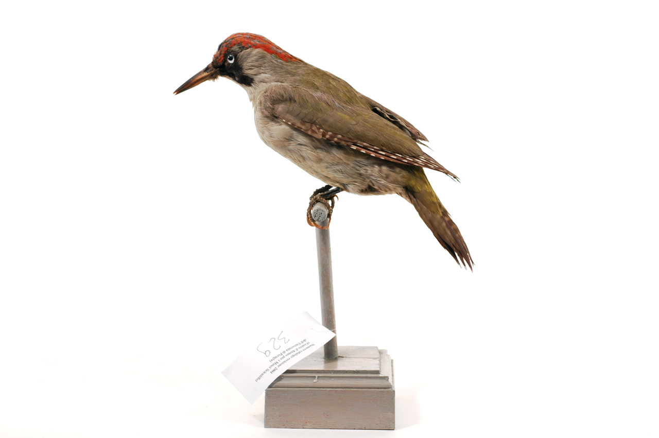 Picus viridis (esemplare)