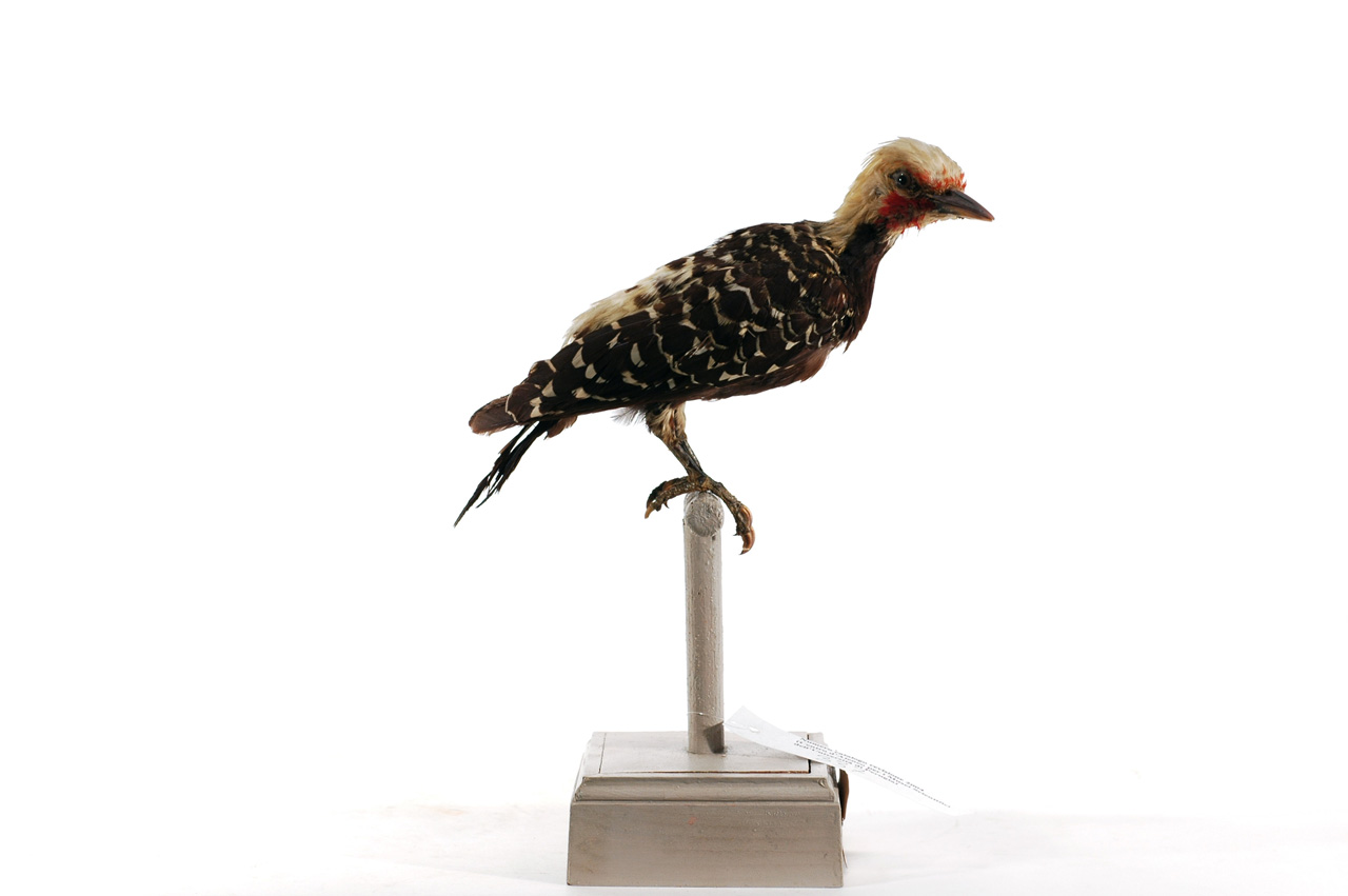 Celeus flavescens (esemplare)