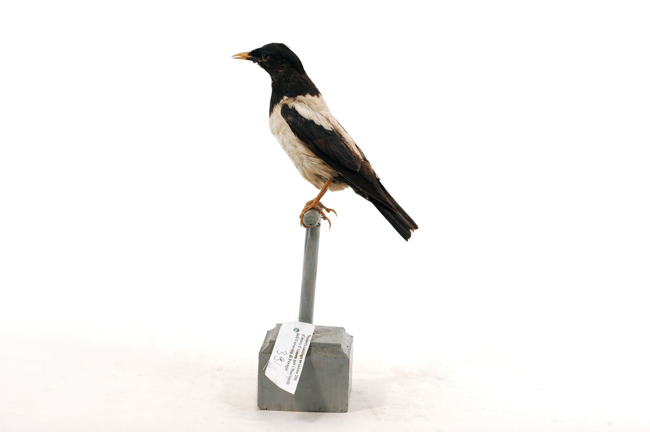 Pastor roseus (esemplare)