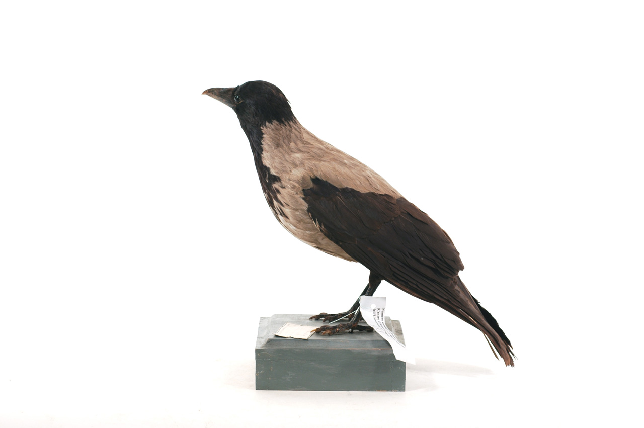 Corvus cornix (esemplare)