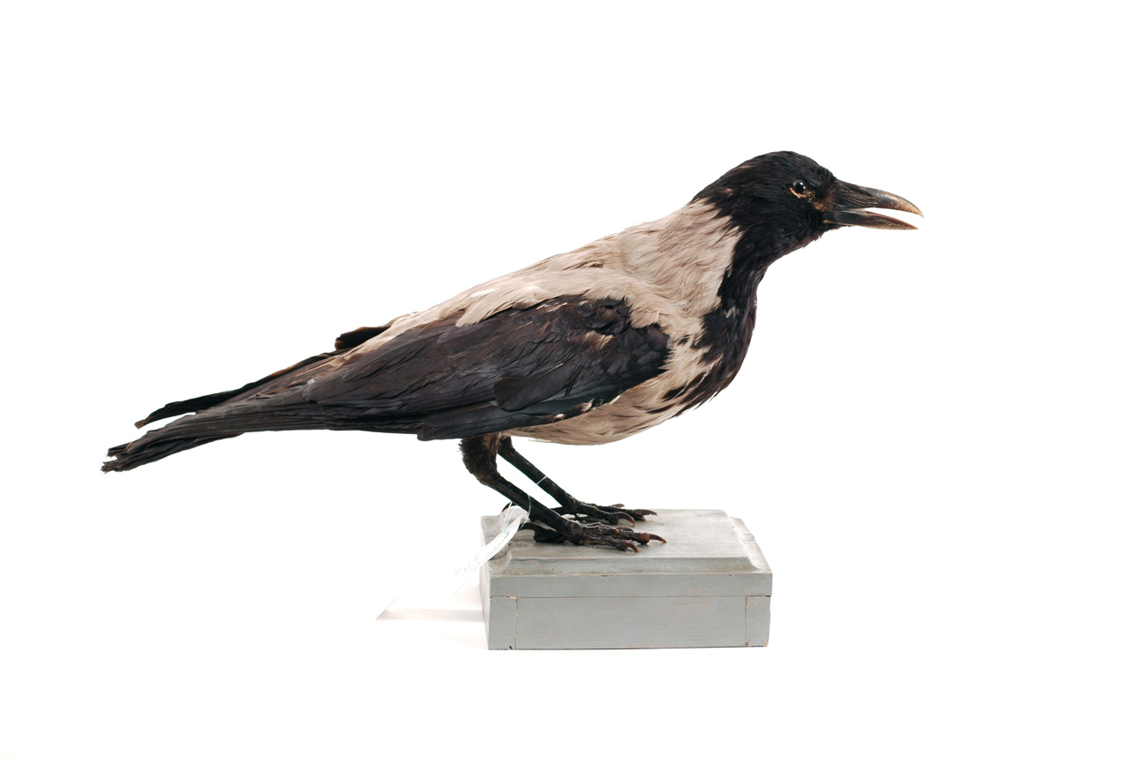 Corvus cornix (esemplare)