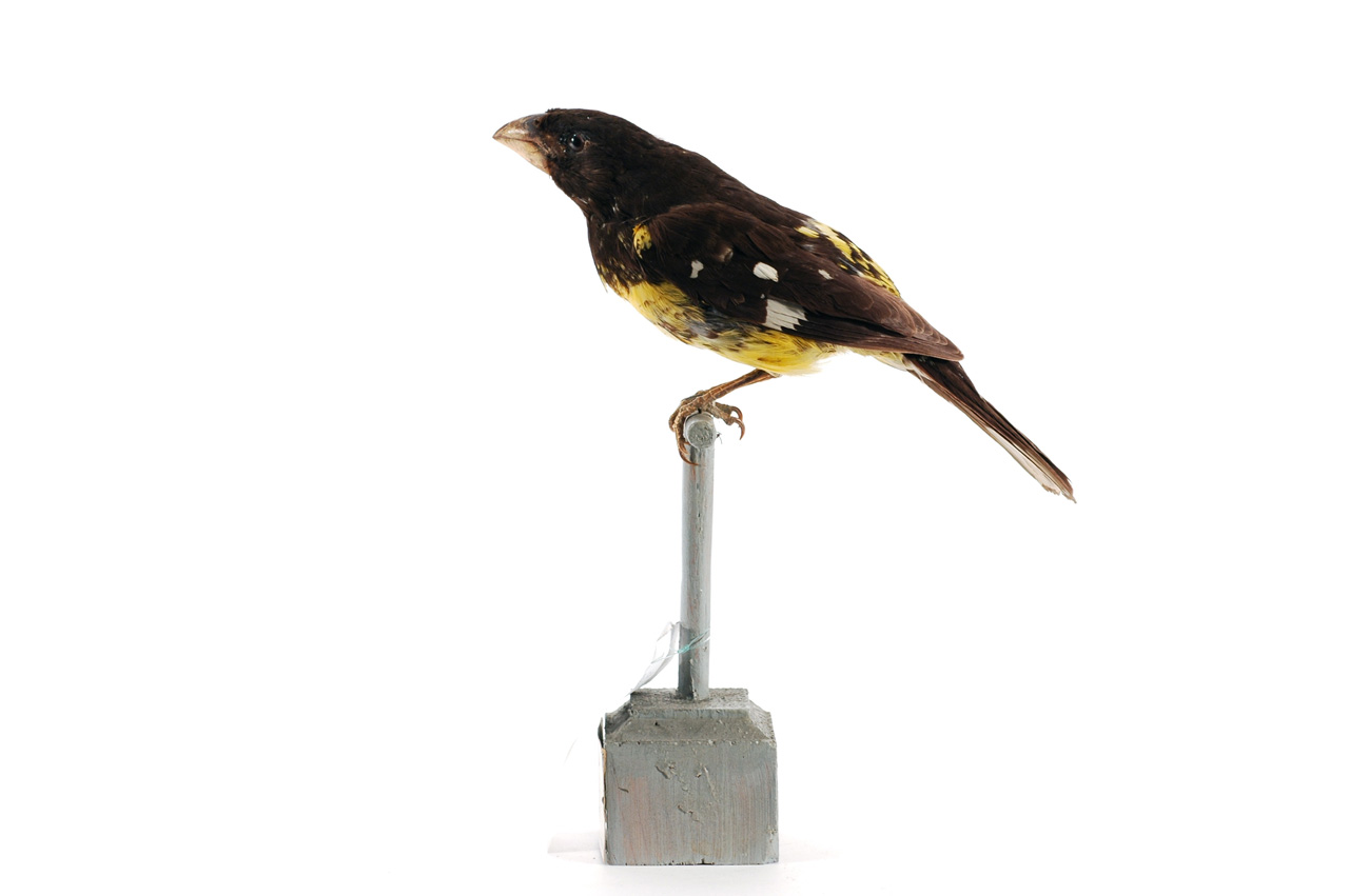 Pheucticus aureoventris (esemplare)