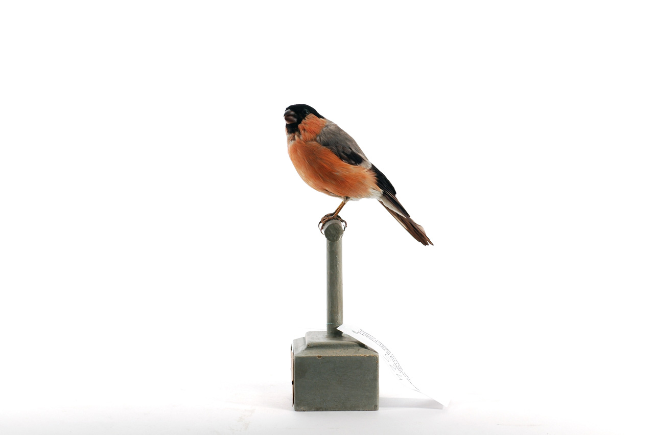 Pyrrhula pyrrhula (esemplare)