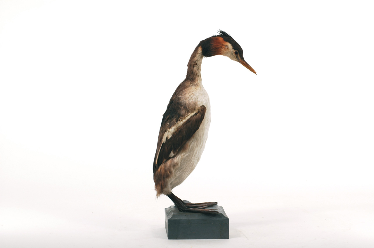 Podiceps cristatus (esemplare)