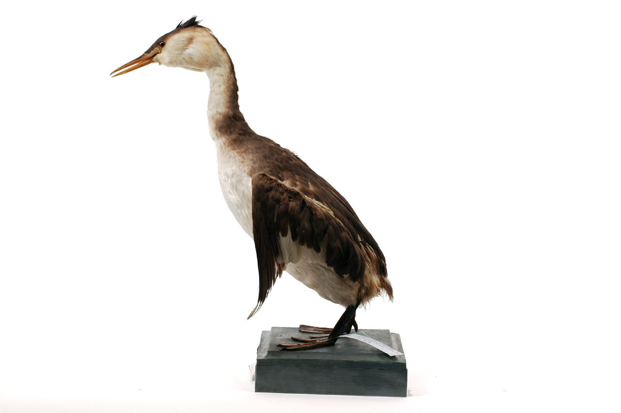 Podiceps cristatus (esemplare)