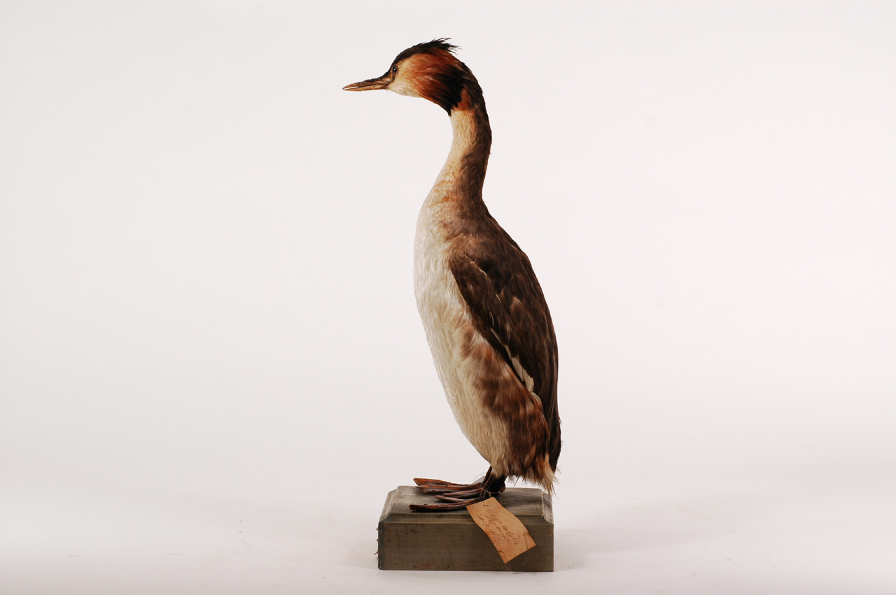 Podiceps cristatus (esemplare)