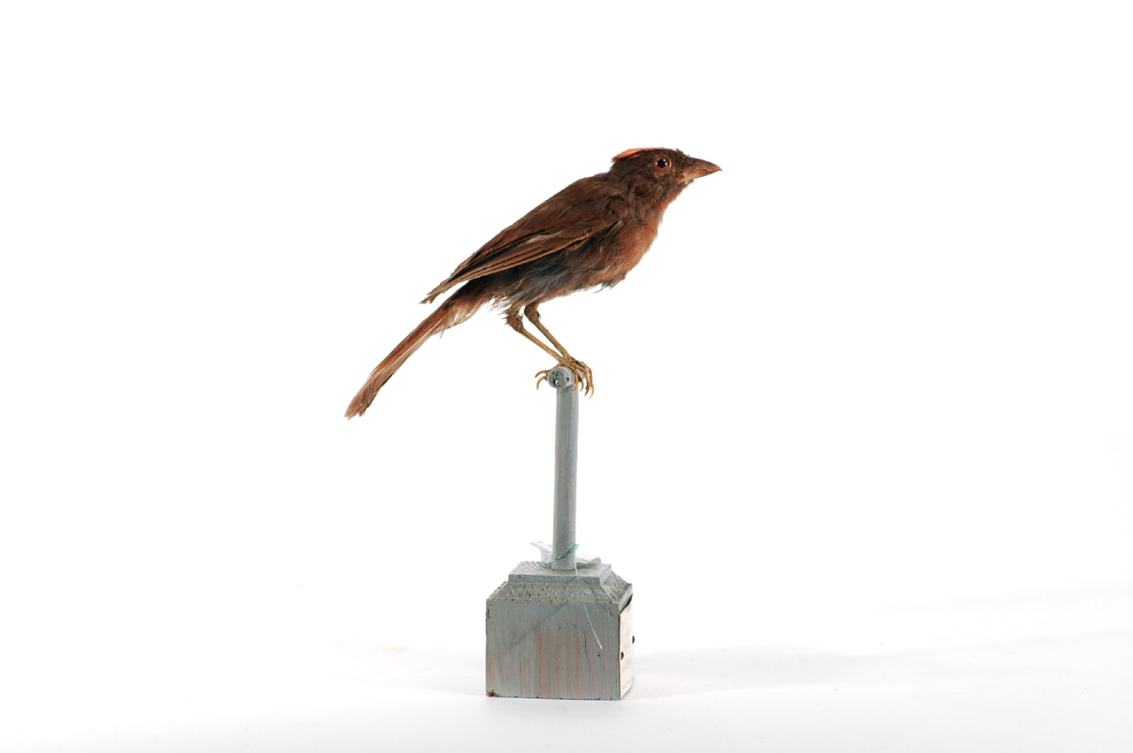 Habia rubica (esemplare)