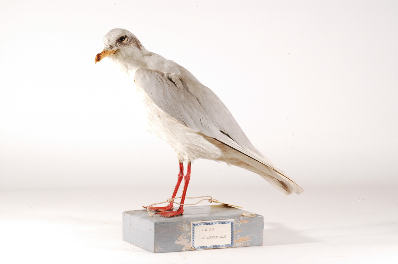 Larus melanocephalus (esemplare)