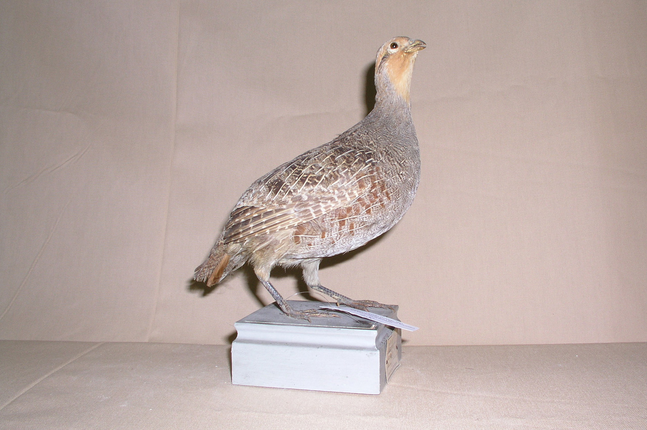 Perdix perdix (esemplare)