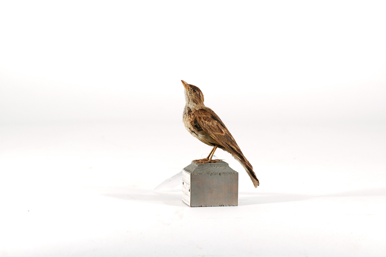 Bombycilla garrulus (esemplare)