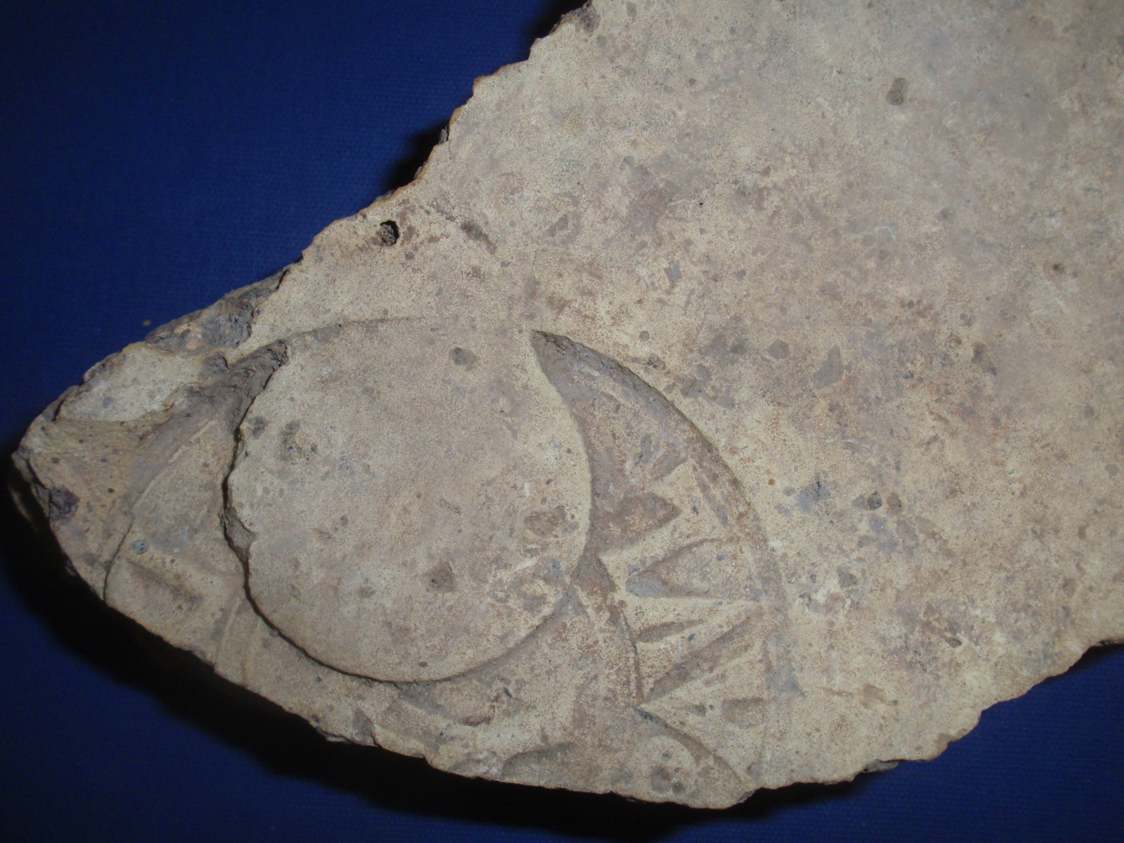 Bollo delle Figlinae Ocriculanae con signum raffigurante una palma (mattone, in laterizio con bollo orbicolare) (inizio Eta' di Adriano)