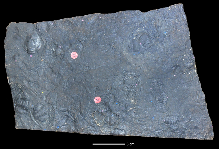 fossile (lastra contenente numerosi resti di trilobiti, associazione fossile)