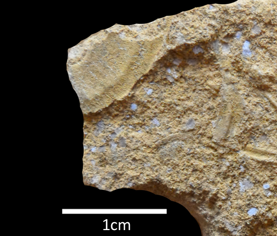 fossile (trilobite, esemplare)