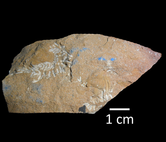 fossile (trilobite, associazione fossile)