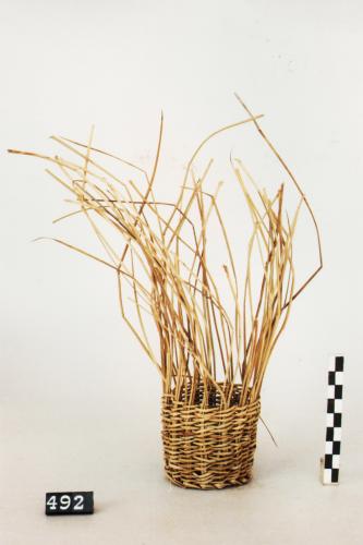 canestro in fase di lavorazione, canestri, utensili domestici - artigianato agro-pastorale (sec. XIX prima metà, da 1900 a 1949)